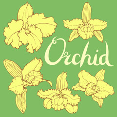Beautiful isolated Dendrobium orchids on green background. Different elements for floral season design. Hand drawn vector.
