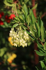 Arbutus unedo with white flowers in fall, germany