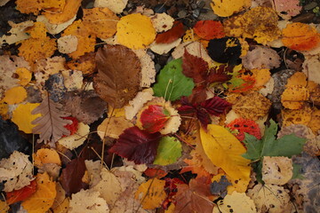 
colorful autumn together, formed a creation on the ground.