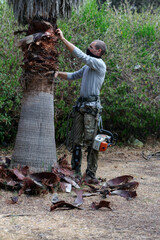 Man with the chainsaw use safety harness and safety line working on a garden. Lumberjack with chainsaw against nature background. Concept building, contractor, repair, lumberjack.