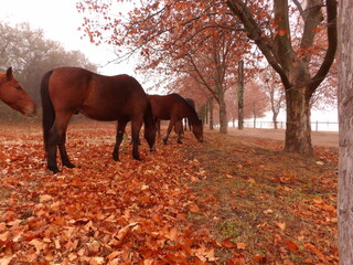 Caballos en oto&ntilde;o 