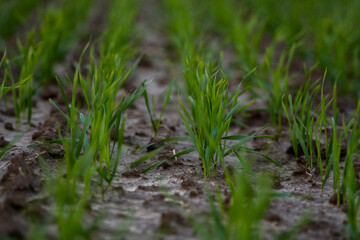 Close up young green wheat seedlings growing in a soil on a field in a sunset. Close up on sprouting rye agriculture on a field in sunset. Sprouts of rye. Wheat grows in chernozem planted in autumn.