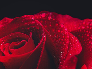 Close-up of Red rose with water drops. Macro photography of beautiful crimson rose with droplets on a dark background