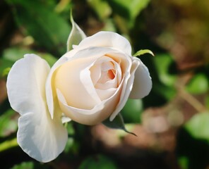 White Rose
