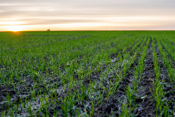 Landscape young wheat seedlings growing in a field. Green wheat growing in soil. Close up on sprouting rye agriculture on a field in sunset. Sprouts of rye. Wheat grows in chernozem planted in autumn.