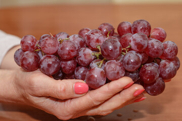 Bunch of grapes in the hands of a girl. Handpicked ripe grapes closeup. Fresh juicy berries. Healthy organic sweet fruit. Delicious autumn natural dessert. Vitamins diet for woman