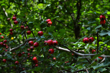 wild berries