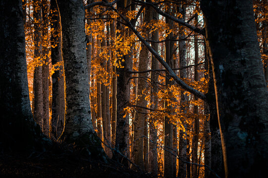 foliage autunnale a fondi di jenne (monte livata) all'alba