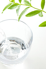 グラスに入った水と葉