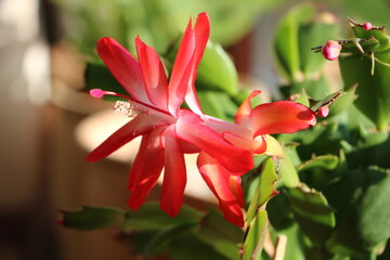 Blooming Cactus Schlumbergera truncata