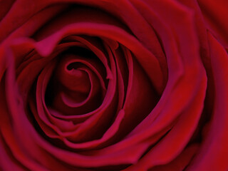 drops on roses. Abstract flower with pink rose on black background - Valentines, Mothers day, anniversary, condolence card. Beautiful rose. close up roses . red kamala . panorama