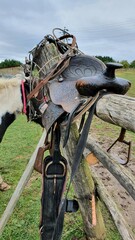 horse saddle