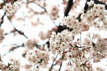 Close up photo of cherry blossoms in full bloom