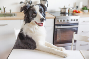 Hungry border collie dog sitting on table in modern kitchen looking with puppy eyes funny face waiting meal. Funny dog smiling gazing and waiting breakfast at home indoors. Pet care animal life