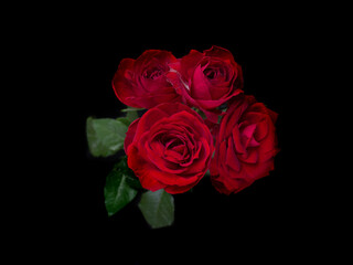 drops on roses. Abstract flower with pink , redrose on black background - Valentines, Mothers day, anniversary, condolence card. Beautiful rose. close up roses . red kamala . panorama