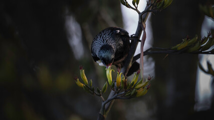 Tui bird New Zealand