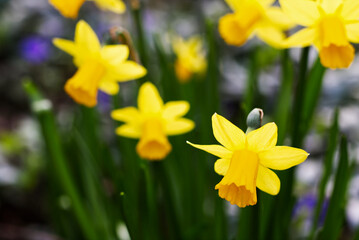 yellow daffodils in spring