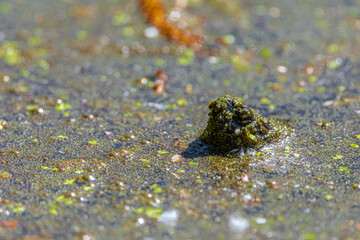 Head of a Red-Eared Slider (Trachemys scripta elegans) Sticking out of a Pond
