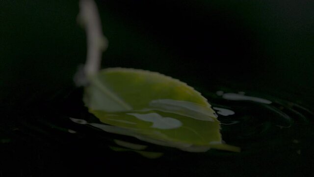 Water Slow Motion Droplet and Flow over Plant