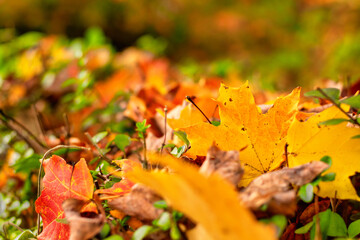 A Bright Yellow Leaf in a Pile of Autumn Leaves