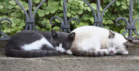 Two kittens sleep in the same poses