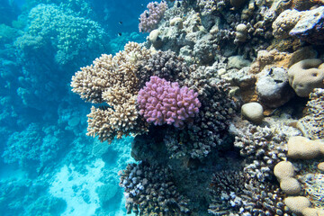 Colorful coral reef at the bottom of tropical sea, hard corals, underwater landscape