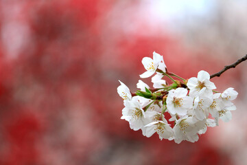 Close up photo of cherry blossoms in full bloom
