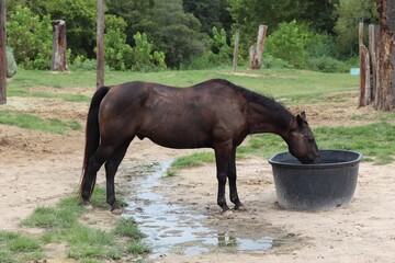 Horse drinking water in a corral with a forest in the background