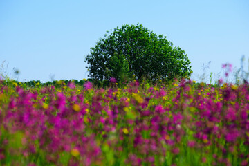 

background tree on spring flowering meadow