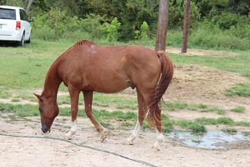 Fototapeta premium horse in the field grazing near a forest