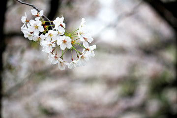 Close up photo of cherry blossoms in full bloom