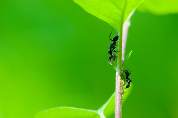 
two black ants on a leaf with a green background