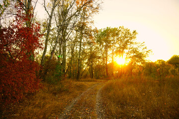 Obraz premium Road in autumn forest sunset