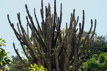 Mae Salong, Thailand - Succulent Plant by Terdthai