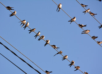 Swallows are sitting on the wires