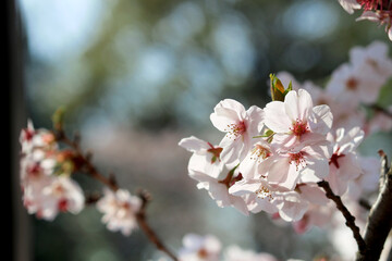 Close up photo of cherry blossoms in full bloom
