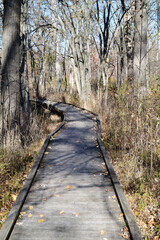 Winding empty wooden boardwalk through the woods