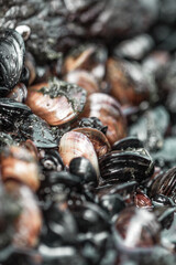 macro of the mussels