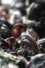macro of the mussels