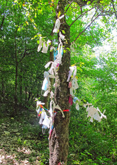 Dakhovskaya, Russia / August, 2020: wish Tree where tourists leave ribbons. The ridge Usakos, Republic of Adygea