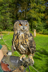 Beautiful European eagle owl is sitting on a falconer's hand
