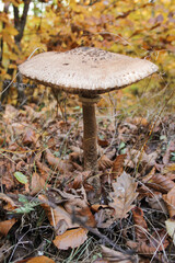 Non-edible mushrooms in a forest