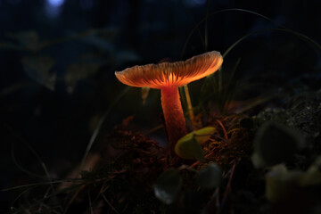 Leuchtender Pilz im Wald