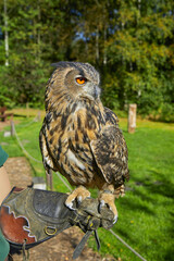 Beautiful European eagle owl is sitting on a falconer's hand