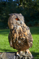 Beautiful European eagle owl is sitting on a falconer's hand