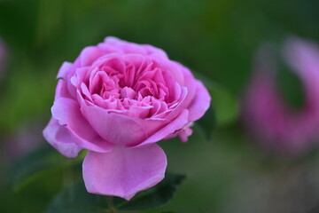 Englische Rose Getrude Jekyll - English rose Getrude Jekyll 1985