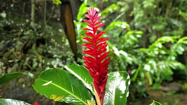 alpinia purpurata or red ginger beautiful plant Martinique 