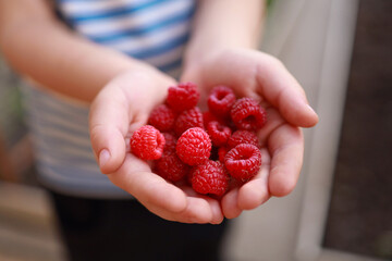 raspberries in children's hands