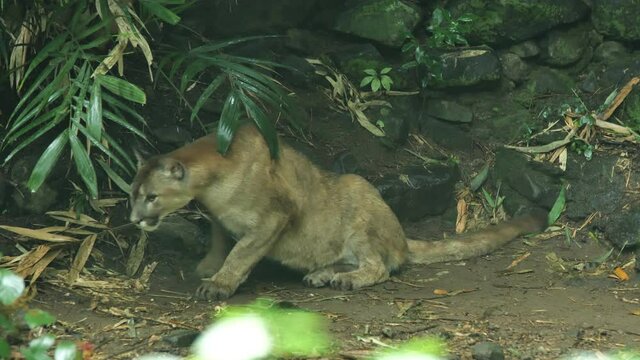 cougar Puma concolor in a tropical habitat endangered captive Martinique zoo carnivore beast 