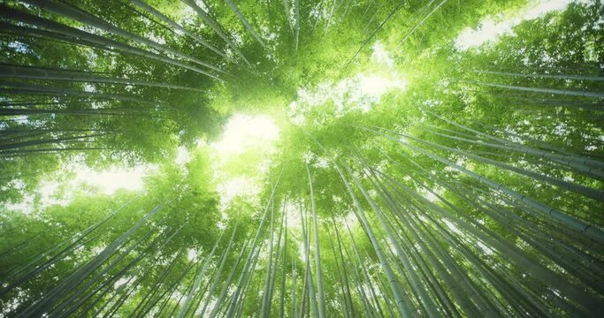 Low angle, sun filters through canopy in Arashiyama Bamboo Forest
